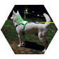 LED Luminous Dog Collar USB Rechargeable Silicone