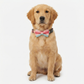 Adjustable Dog Gentleman Tie Collar